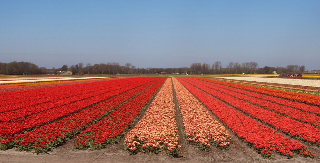 Rode en oranje tulpen in een bollenveld bij Lisse