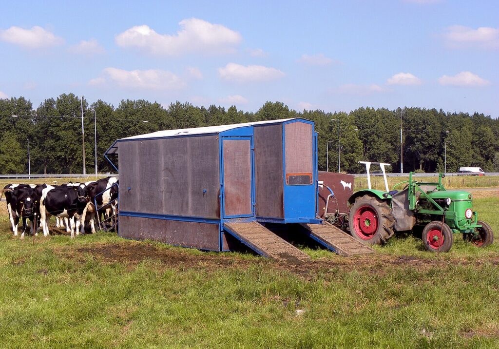 Koeien en een oude tractor in de polder Velserbroek